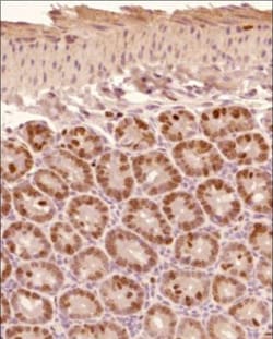 Ki67/MKI67 Antibody - BSA Free, Novus Biologicals:Antibodies:Primary Antibodies