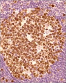 Ki67/MKI67 Antibody - BSA Free, Novus Biologicals:Antibodies:Primary Antibodies