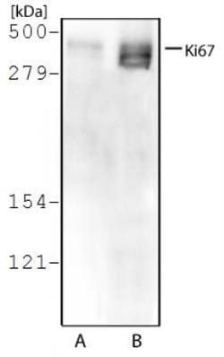 Ki67/MKI67 Antibody - BSA Free, Novus Biologicals:Antibodies:Primary Antibodies