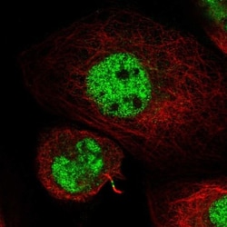 Kif4A Antibody, Novus Biologicals:Antibodies:Primary Antibodies