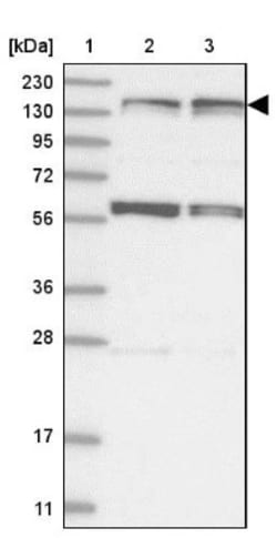 Kif4A Antibody, Novus Biologicals:Antibodies:Primary Antibodies