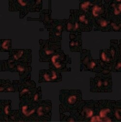 Kinesin 5A Antibody - BSA Free, Novus Biologicals 0.025 mg, Unconjugated:Antibodies,