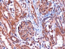 Kinesin 5B Antibody, Novus Biologicals 0.1mg; Unlabeled:Antibodies, Polyclonal