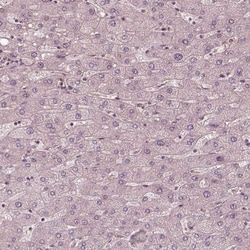 Kinesin 5C Antibody, Novus Biologicals 25 &mu;L; Unlabeled:Antibodies,