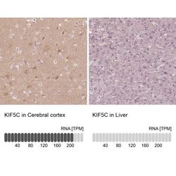 Kinesin 5C Antibody, Novus Biologicals 25 &mu;L; Unlabeled:Antibodies,