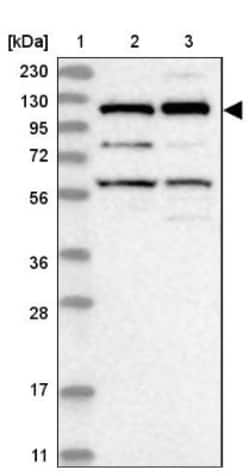 Kinesin 5C Antibody, Novus Biologicals 25 &mu;L; Unlabeled:Antibodies,