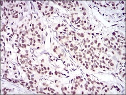 Ku70/XRCC6 Antibody (2F7F5) - BSA Free, Novus Biologicals:Antibodies:Primary