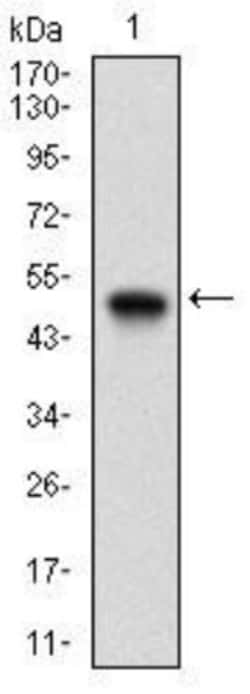 Ku70/XRCC6 Antibody (2F7F5) - BSA Free, Novus Biologicals:Antibodies:Primary