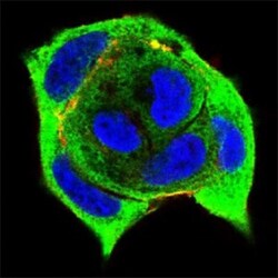 Ku70/XRCC6 Antibody (7A9E7) - BSA Free, Novus Biologicals 0.1mg; Unlabeled:Antibodies,