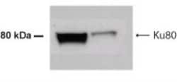 Ku80/XRCC5 Antibody - BSA Free, Novus Biologicals:Antibodies:Primary Antibodies