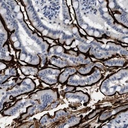 Kv3.3 Antibody, Novus Biologicals 0.1mL; Unlabeled:Antibodies, Polyclonal