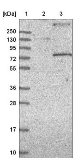 Kv4.1 Antibody, Novus Biologicals 0.1mL; Unlabeled:Antibodies, Polyclonal