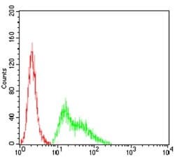 Kv4.2 Antibody (5B11B9) - BSA Free, Novus Biologicals:Antibodies:Primary
