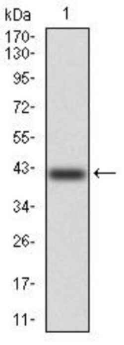Kv4.2 Antibody (5B11B9) - BSA Free, Novus Biologicals:Antibodies:Primary