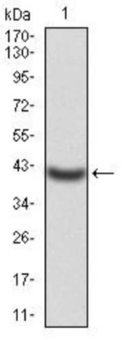 Kv4.2 Antibody (7G6A10) - BSA Free, Novus Biologicals:Anticuerpos:Anticuerpos