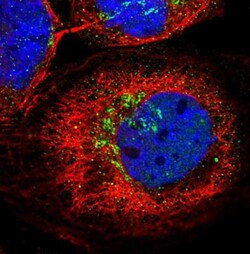 Kv5.1 Antibody, Novus Biologicals 25 &mu;L; Unlabeled:Antibodies, Polyclonal