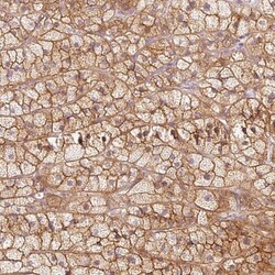 Kv7.1 Antibody, Novus Biologicals:Antibodies:Primary Antibodies