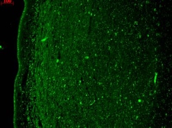Kv7.4 Antibody (S43/6), Novus Biologicals 0.025 mg, Unconjugated:Antibodies,