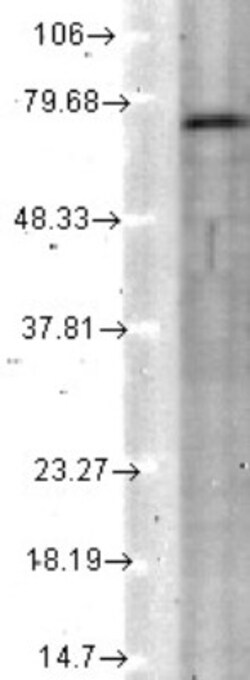 Kv7.4 Antibody (S43/6), Novus Biologicals 0.025 mg, Unconjugated:Antibodies,