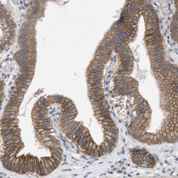 Kv9.3 Antibody, Novus Biologicals:Antibodies:Primary Antibodies