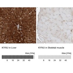 Kynureninase Antibody, Novus Biologicals 0.1mL; Unlabeled:Antibodies, Polyclonal
