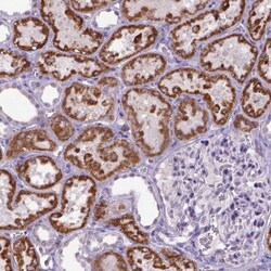 Kynurenine 3-Monooxygenase/KMO Antibody, Novus Biologicals 0.1mL; Unlabeled:Antibodies,