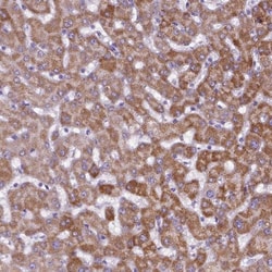 Kynurenine 3-Monooxygenase/KMO Antibody, Novus Biologicals 0.1mL; Unlabeled:Antibodies,