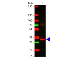 L-Asparaginase Antibody, Novus Biologicals 0.1mg:Antibodies, Polyclonal