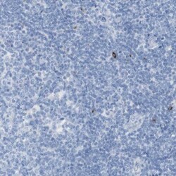 LAG-3 Antibody, Novus Biologicals 0.1mL; Unlabeled:Antibodies, Polyclonal