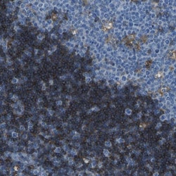 LAIR1 Antibody, Novus Biologicals:Antibodies:Primary Antibodies