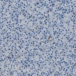 LAIR1 Antibody, Novus Biologicals:Antibodies:Primary Antibodies