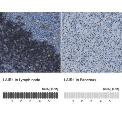 LAIR1 Antibody, Novus Biologicals:Antibodies:Primary Antibodies