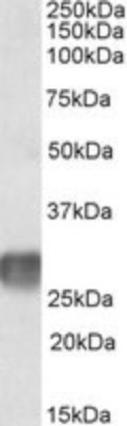 LAIR1 Antibody, Novus Biologicals 0.1mg; Unlabeled:Antibodies, Polyclonal
