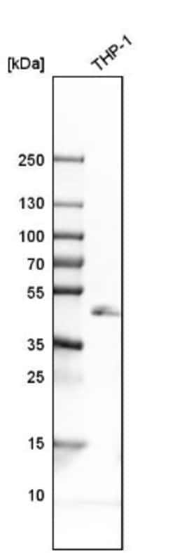 LAIR1 Antibody, Novus Biologicals:Antibodies:Primary Antibodies