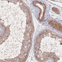Laminin Antibody, Novus Biologicals:Antibodies:Primary Antibodies
