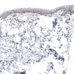 Laminin Antibody, Novus Biologicals:Antibodies:Primary Antibodies