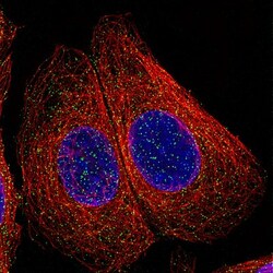 LAMP-1/CD107a Antibody (CL3484), Novus Biologicals:Antibodies:Primary Antibodies