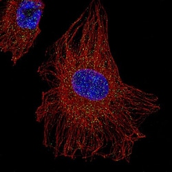 LAMP-1/CD107a Antibody (CL3484), Novus Biologicals:Antibodies:Primary Antibodies