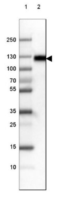 LAMP-1/CD107a Antibody (CL3484), Novus Biologicals:Antibodies:Primary Antibodies