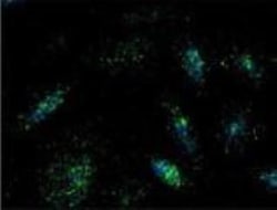 LAMP-1/CD107a Antibody (LY1C6), Novus Biologicals 25 &mu;g, Unconjugated:Antibodies,
