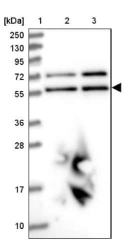 LAP1B Antibody, Novus Biologicals:Antibodies:Primary Antibodies