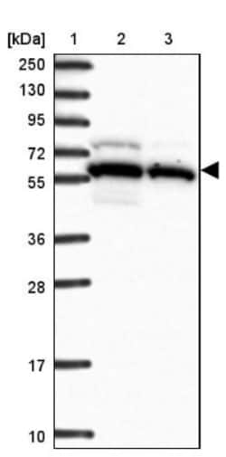 LAP1B Antibody, Novus Biologicals 25 &mu;L; Unlabeled:Antibodies, Polyclonal