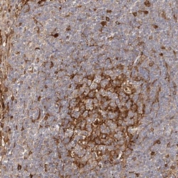 LAP3 Antibody, Novus Biologicals 0.1mL; Unlabeled:Antibodies, Polyclonal
