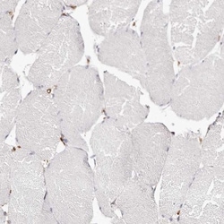 LAP3 Antibody, Novus Biologicals 0.1mL; Unlabeled:Antibodies, Polyclonal