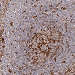 LAP3 Antibody, Novus Biologicals 0.1mL; Unlabeled:Antibodies, Polyclonal