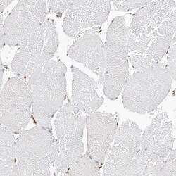 LAP3 Antibody, Novus Biologicals 0.1mL; Unlabeled:Antibodies, Polyclonal