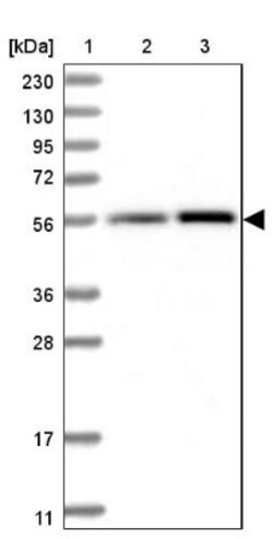 LAP3 Antibody, Novus Biologicals 0.1mL; Unlabeled:Antibodies, Polyclonal