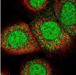 LARP7 Antibody, Novus Biologicals 0.1mL; Unlabeled:Antibodies, Polyclonal