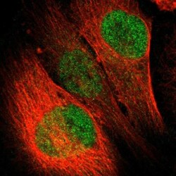 LASS3 Antibody, Novus Biologicals:Antibodies:Primary Antibodies