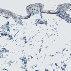 LASS3 Antibody, Novus Biologicals:Antibodies:Primary Antibodies